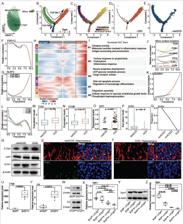 图2 小胶质细胞激活的转录动力学揭示C1QA-CRT相互作用介导犬认知障碍中的突触损伤